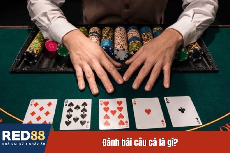 Đánh bài câu cá là gì?